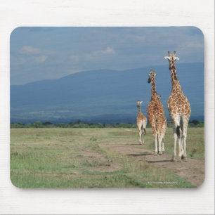 Retikulierte Giraffe (Giraffa camelopardalis) 2 Mousepad
