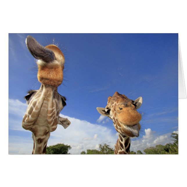 Retikulierte Giraffe (Giraffa camelopardalis) 3 (Vorderseite (Horizontal))