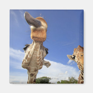 Retikulierte Giraffe (Giraffa camelopardalis) 3 Magnet