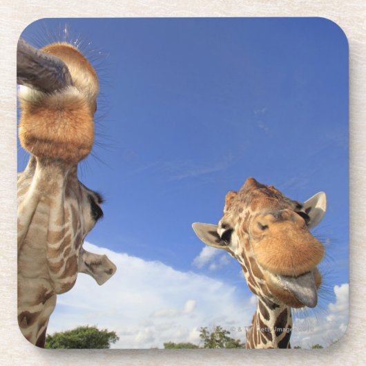 Retikulierte Giraffe (Giraffa camelopardalis) 3 Untersetzer (Vorderseite)
