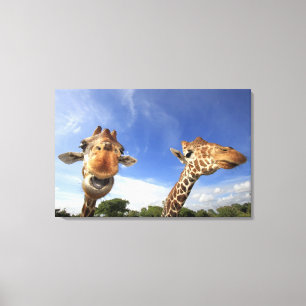Retikulierte Giraffe (Giraffa camelopardalis) Leinwanddruck