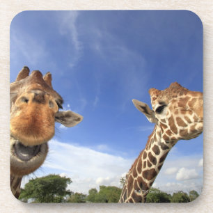 Retikulierte Giraffe (Giraffa camelopardalis) Untersetzer