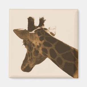 retikulierte Giraffe im Sepia-Magneten Magnet