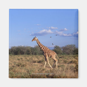 Retikulierte Giraffe Magnet