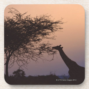 Retikulierte Giraffe Untersetzer