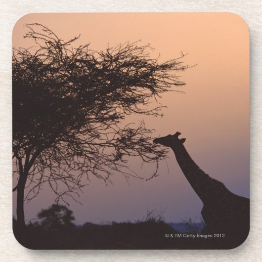 Retikulierte Giraffe Untersetzer (Vorderseite)