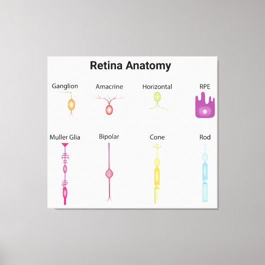 Retina-Anatomie Leinwanddruck (Vorderseite)