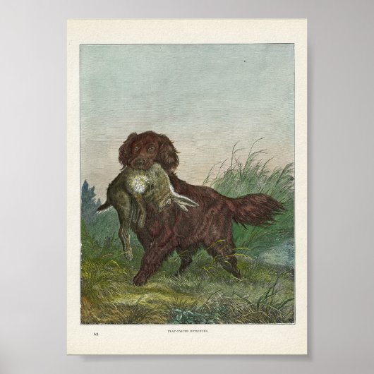 Retriever Jagdhund Poster (Vorne)
