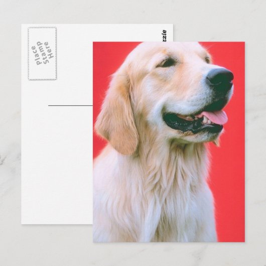 Retriever Panting Postkarte (Vorne/Hinten)