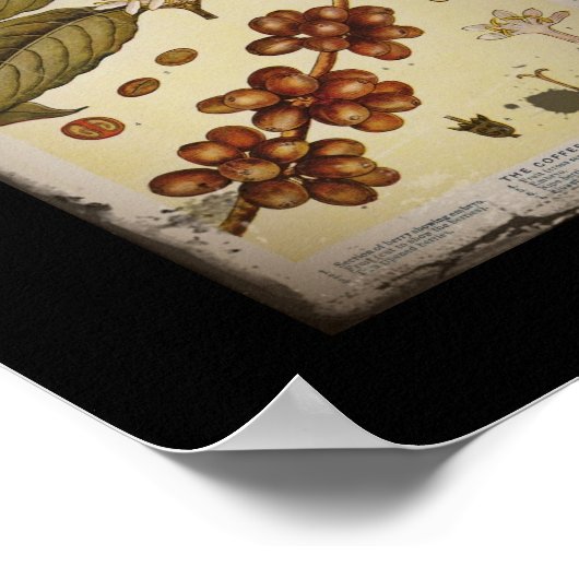 Retro Botanischer Image-Kaffee Poster (Ecke)
