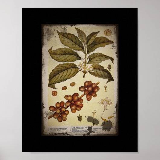 Retro Botanischer Image-Kaffee Poster (Vorne)