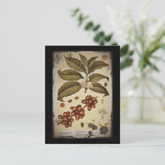 Retro Botanischer Image-Kaffee Postkarte (Stehend Vorderseite)