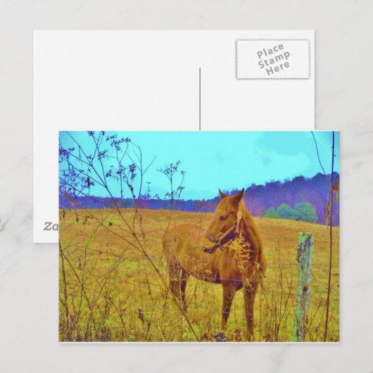 Retro Colored Horse Postkarte (Vorne/Hinten)