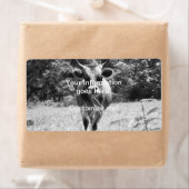 Retro Gray Bull Foto (Insitu)