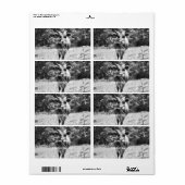 Retro Gray Bull Foto (Vorne)