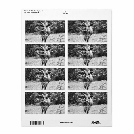 Retro Gray Bull Foto (Vorne)