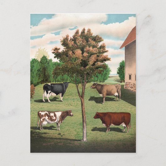 Retro-Kühe Postkarte (Vorderseite)