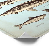 Retro-Meeresposter mit verschiedenen Arten von Fis Poster (Ecke)