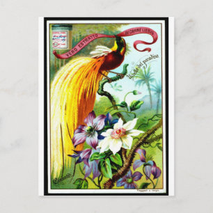 Retro Paradise Bird Postacard Postkarte
