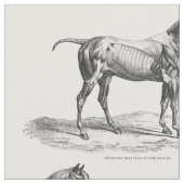 Retro Pferdemuskelanatomie-Bildgewebe Stoff (Nahaufnahme)