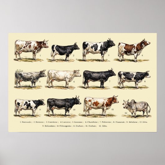 Retro-Rinderrassen-Kunst Poster (Vorne)