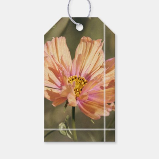 Retro-Sommer-Cosmea-Blüten Geschenkanhänger (Vorderseite)