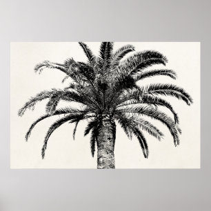 Retro Tropical Island Palm Tree in Schwarz-Weiß Poster