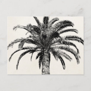 Retro Tropical Island Palm Tree in Schwarz-Weiß Postkarte