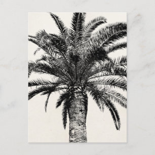 Retro Tropical Island Palm Tree in Schwarz-Weiß Postkarte