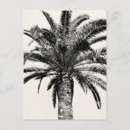 Retro Tropical Island Palm Tree in Schwarz-Weiß Postkarte