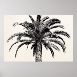 Retro Tropische Insel Palme in Schwarz-Weiß Poster