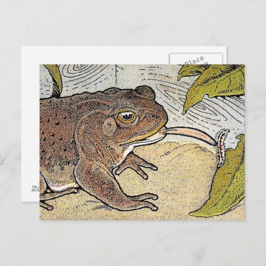 Retro Vintag Frog Book Illustration Postkarte (Vorne/Hinten)