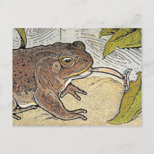 Retro Vintag Frog Book Illustration Postkarte