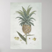 Retro Vintage Ananas Zeichnend Poster (Vorne)