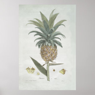 Retro Vintage Ananas Zeichnend Poster