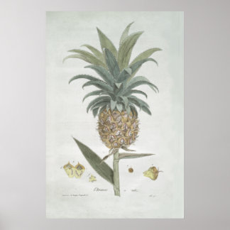 Retro Vintage Ananas Zeichnend Poster