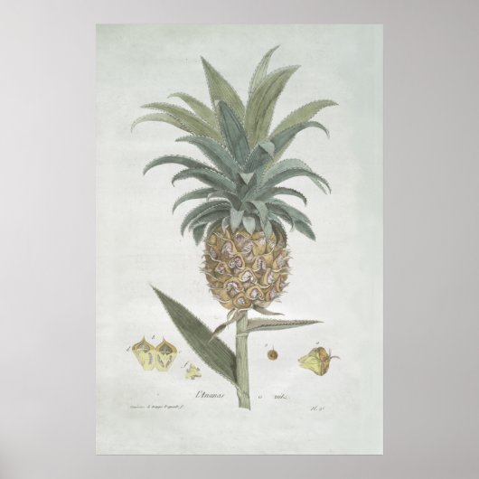 Retro Vintage Ananas Zeichnend Poster (Vorne)