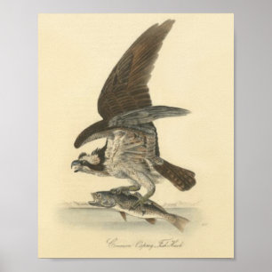 Retro Vintage Drawing of Bird with Fish  Poster