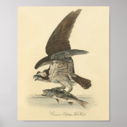 Retro Vintage Drawing of Bird with Fish Poster (Vorne)
