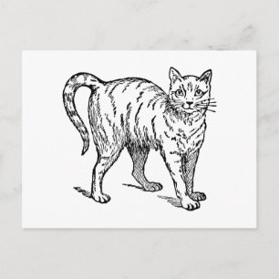 Retro Vintage Schwarz-Weiß Süße Kleine Hauskatze Postkarte