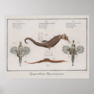 Retro Vintage Zoologische Zeichnung Seepferdchen Poster