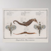 Retro Vintages zoologisches Seepferd Zeichnend Poster (Vorne)