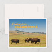 Retro Yellowstone Greetings Bison Grazing Blank Postkarte (Vorne/Hinten)