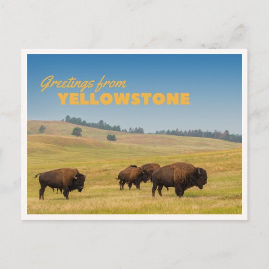 Retro Yellowstone Greetings Bison Grazing Blank Postkarte (Vorderseite)