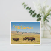 Retro Yellowstone Greetings Bison Grazing Blank Postkarte (Stehend Vorderseite)