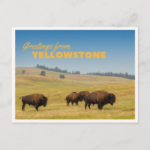 Retro Yellowstone Grüße Bison Weidet Blanko Postkarte