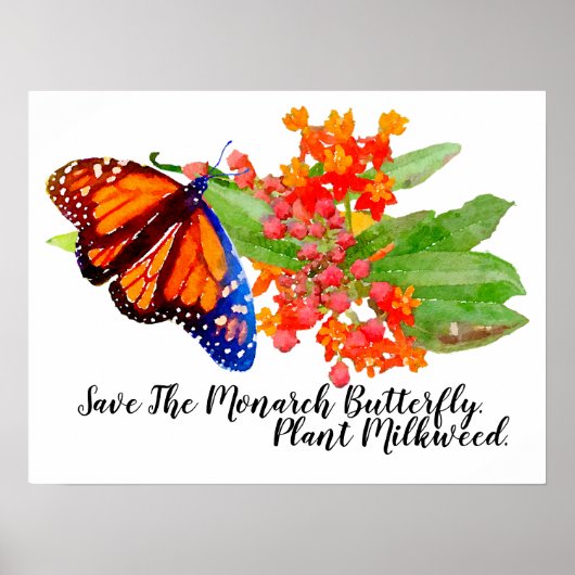 Rett den Monarchschmetterling. Pflanze Milkweed. Poster (Vorne)