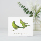 Rett den Western Ground Parrot! Postkarte (Stehend Vorderseite)