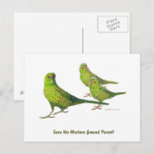 Rett den Western Ground Parrot! Postkarte (Vorne/Hinten)