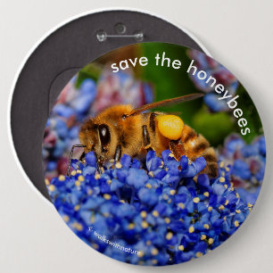 Rett der Honigbienen, die Kalifornien Lilac pollin Button